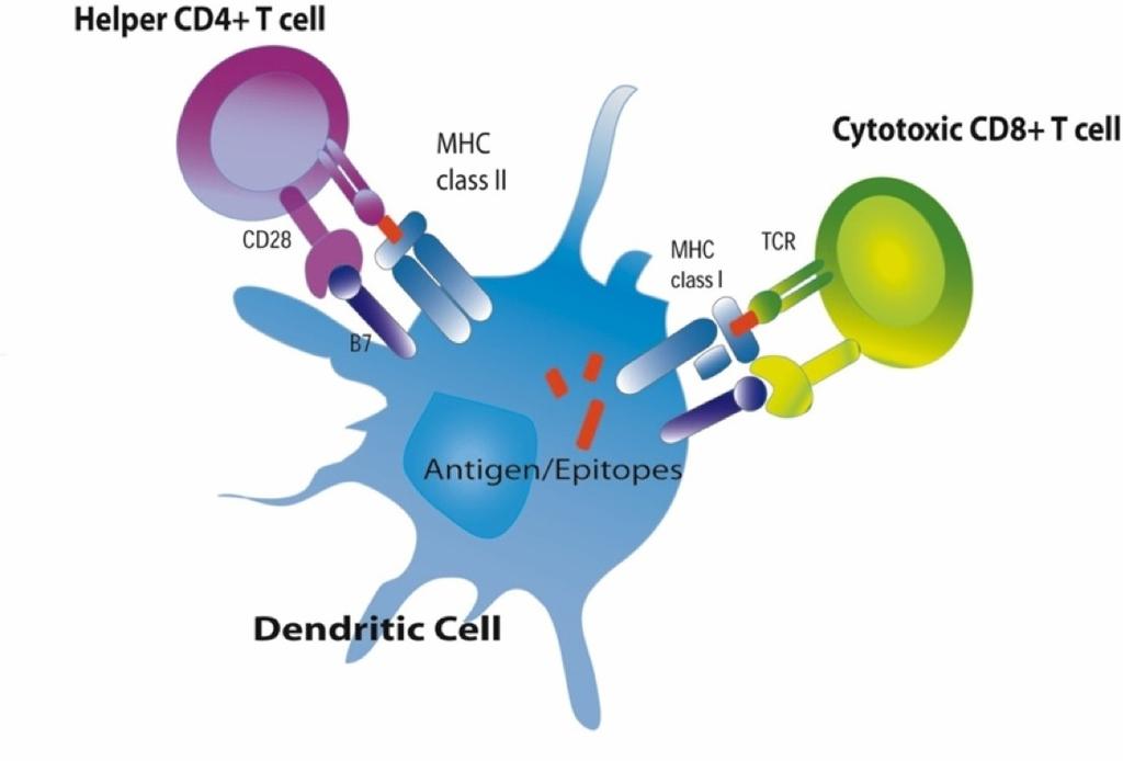 ГЛАВА 2. ОСНОВИ ИМУНОЛОГИJЕ Слика 2.2: Имуни одговор Т-ћелиjа Антигене, коjи су по саставу протеини, протеозоми у ћелиjскоj цитоплазми разграђуjу на више мањих пептида.