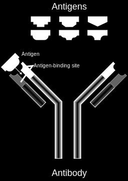 ГЛАВА 2. ОСНОВИ ИМУНОЛОГИJЕ Слика 2.1: Интеракциjа антигена и антитела 2.
