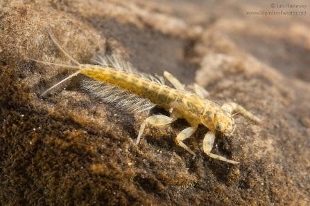 Trichoptera su funkcionalno najčešće detritivori, strugači i procjeđivači.