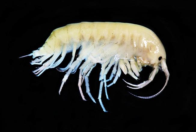 Slika 5: Ličinka iz reda Odonata Česta skupina u makrozoobentosu su pripadnici potkoljena Crustacea (rakovi) i razreda Malacostraca (viši rakovi). Riječ je o redu Amphipoda (rakušci).