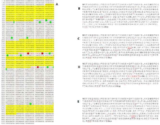 Do sada su u banci gena prikazane dvije varijante za transkript BPM3 (slika 7. i 8.). Izoforma 2 BPM3 gena ima jedan egzon manje i kraća je za 39 aminokiselina od izoforme 1.