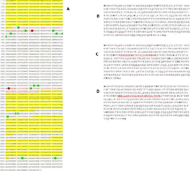 Ako kod BPM4 do alternativnog izrezivanja introna dođe zbog alternativnog donorskog mjesta na 522. pb, nastaje protein koji ima 22 aminokiseline više (slika 9.