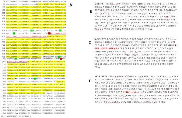 Ukoliko bi kod BPM6 do alternativnog izrezivanja introna došlo zbog akceptorskog mjesta na 586. pb, nastaje protein sa 16 aminokiselina više (slika 11.