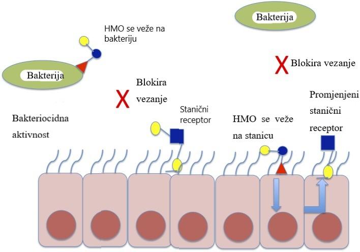 Slika 1. Mehanizam HMO za spriječavanje kolonizacije patogenim bakterijama (Le Doare i sur.