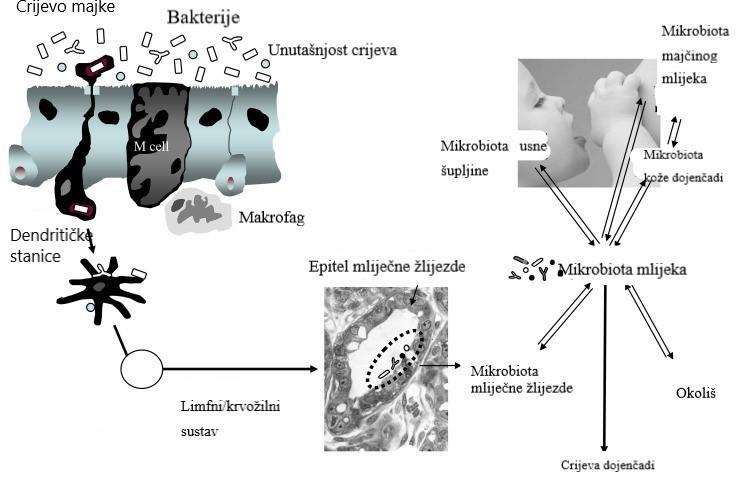 Slika 2. Shema koja prikazuje pretpostavku kako bi se bakterije mogle prenositi u crijevo dojenčadi ( preuzeto od Juan M. Rodríguez, 2014). Na Slici 3.