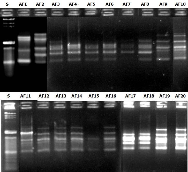 korištenjem DNA sojeva izoliranih iz mlijeka prve dojilje Slika 5.