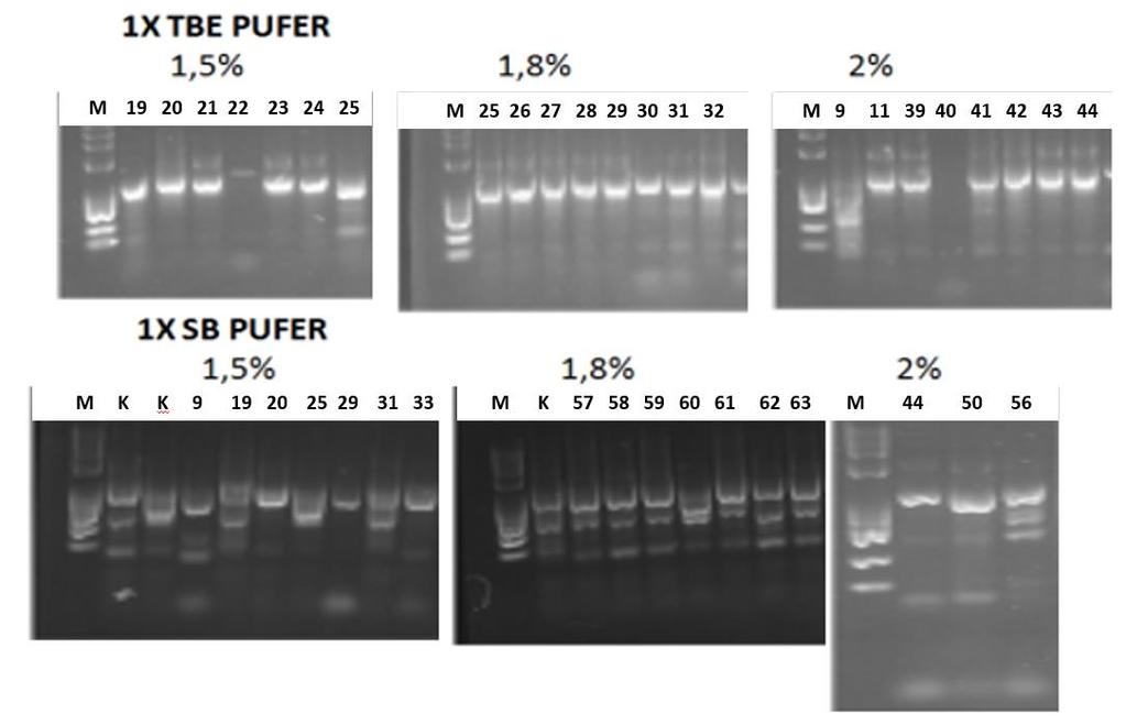 Slika 6. Usporedba elektroforetskih analiza amplikona coleviroida u agaroznim gelovima (brojevi iznad gelova odgovaraju uzorcima u Tablici 6.) s 1x TBE i 1x SB-puferom.