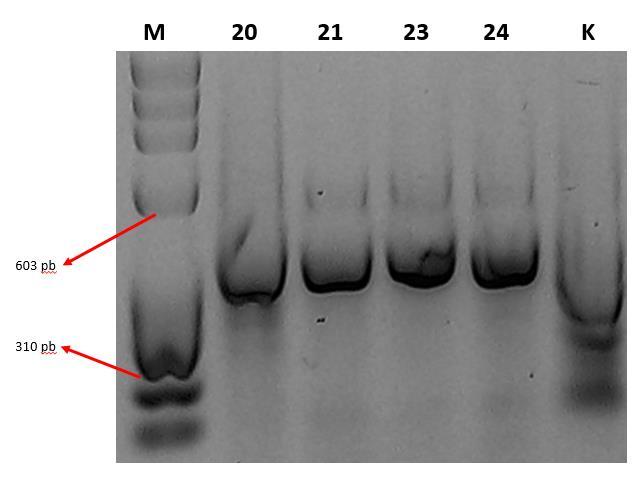 Slika 10. Reprezentativni uzorci šarenih kopriva uzgojenih iz sjemenki sakupljenih u rujnu 2015. sa kultivara Aureole (brojevi iznad slike odgovaraju uzorcima u Tablici 6.).