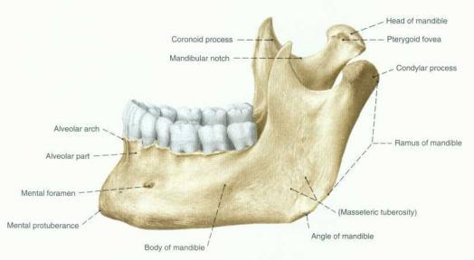 Slika 1. Anatomija donje vilice. Preuzeto: Sobotta; Atlas of human anatomy Iznad basis mandibulae nalazi se drugi dio tijela mandibule koji se naziva pars alveolaris.