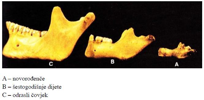 Slika 3. Postnatalni rast mandiuble. Preuzeto:(6) 3.3. T e m p o r o m a n d i b u l a r n i z g l o b Temporomandibularni zglob je jedini pokretni zglob glave.