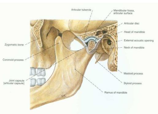 Temporomandibularni zglob je pojačan sa glavnom i sporednim vezama. Glavnu vezu predstavlja ligamentum laterale.