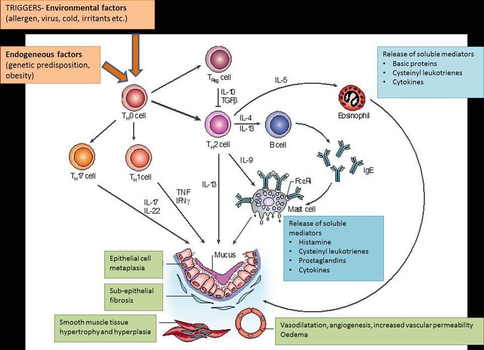 Figure 2. A schematic representation of major contributors to asthma pathophysiology.