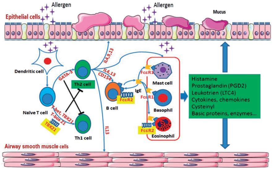 secondary to binding of allergens to IgE, release histamine and start to produce prostaglandin D2 (PGD2) and cysteinylleukotrienes (leukotriene C4- LTC4, leukotriene D4- LTD4, and leukotriene E4-