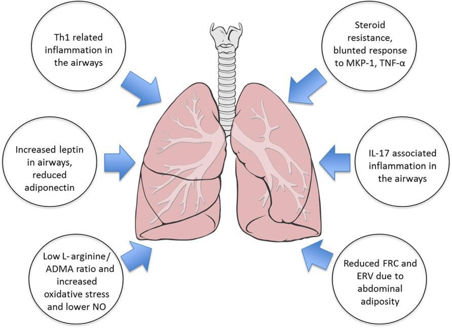 Figure 8. Pathophysiological mechanisms of obese asthma.