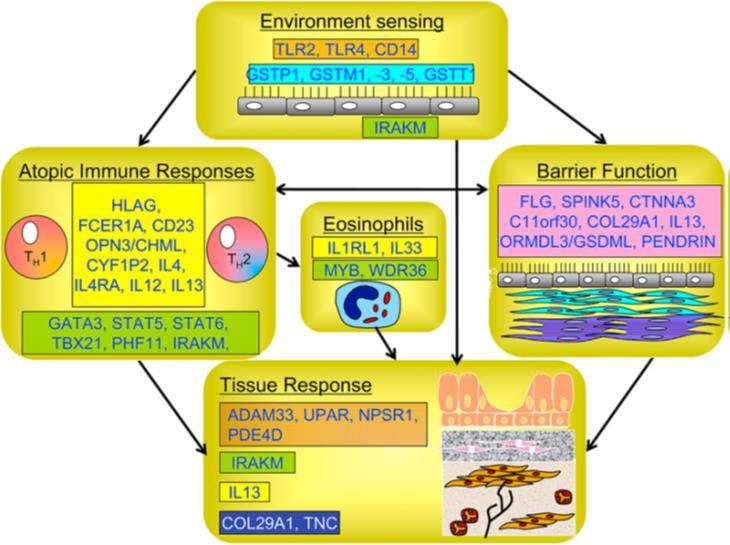 Figure 9. Susceptibility genes for asthma and allergic diseases. Source: Holloway et al. 2010