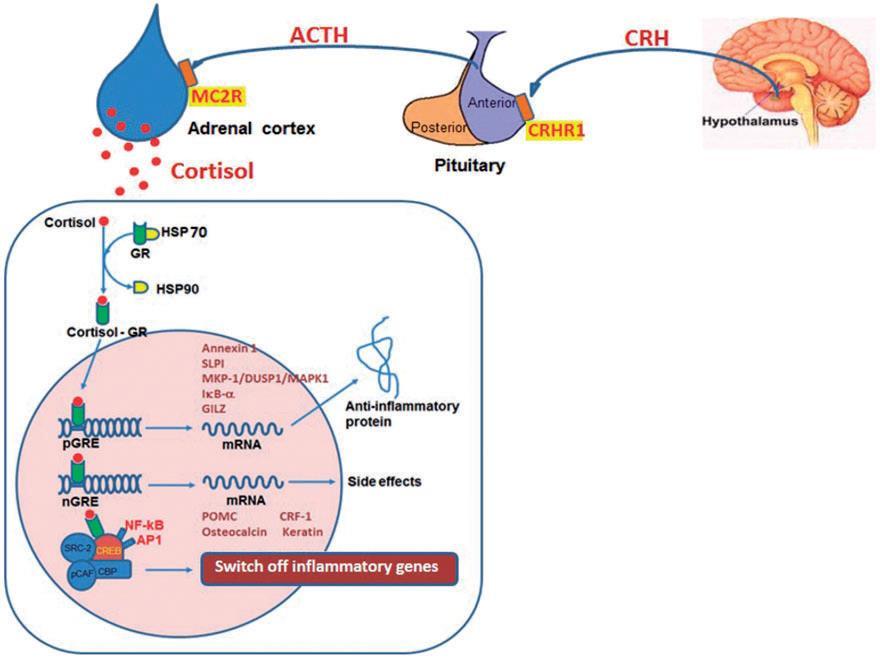 histone deacetylases (HDAC2) and inducing deacetylation (and subsequent silencing) of proinflammatory genes, for example IL-8, NF-κB, AP-1 (Barnes 2009). Figure 10.