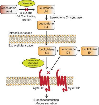 Figure 11. A schematic representation of the leukotriene pathway, with sites of action of antileukotriene treatment indicated in red x.