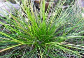 mairei Festuca scoparia Hakonechloa