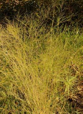 Muhlenbergia