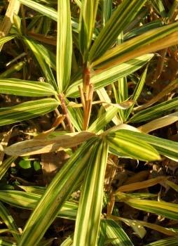 Pennisetum