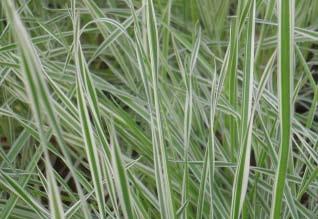 Agrostis