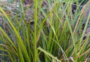 Andropogon