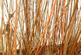 calamagrostis