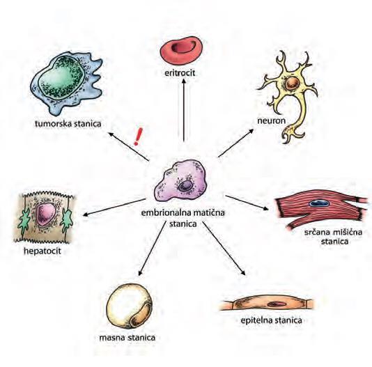 2.1. Embrionalne matične stanice Prvi izvor matičnih stanica bio je ljudski embrij. Embrionalne matične stanice izolirale su se iz unutarnjeg sloja blastociste.
