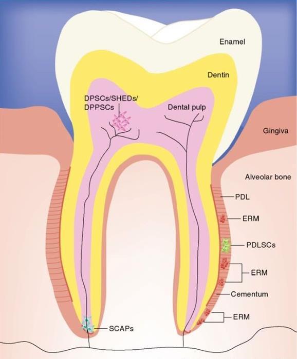 Gronthos i suradnici 2000. godine prvi su puta izolirali matične stanice iz trajnog zuba.