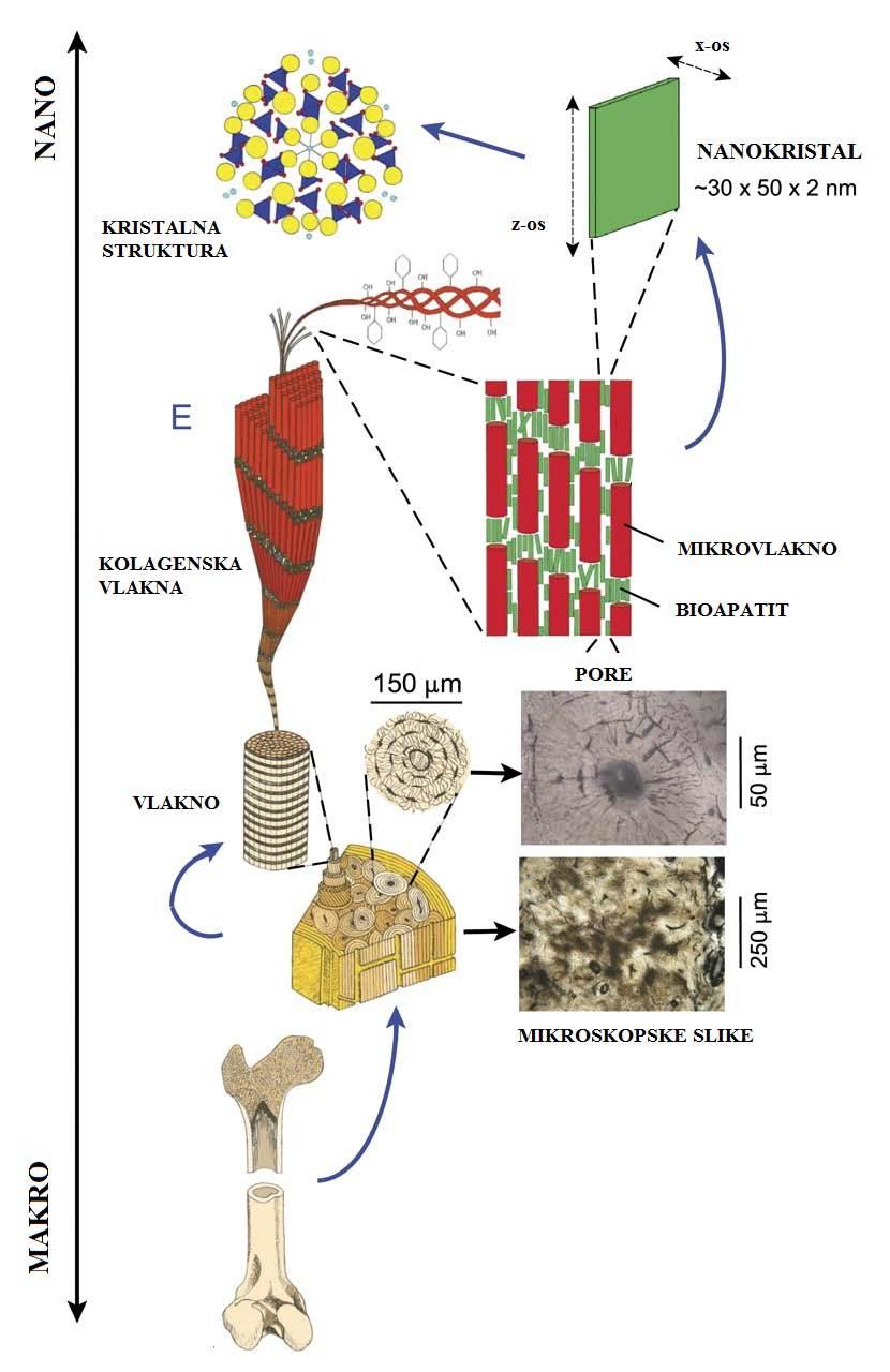 2.3. Koštano tkivo Kosti su prirodni kompozitni materijali koji se sastoje od mineralne faze (anorganskih soli), organske matrice i vode.