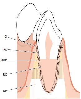 1. UVOD Parodontologija je nauka o parodontu, odnosno o potpornim tkivima zuba.