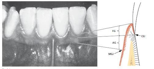 Glavna je funkcija parodonta pričvršćivanje zuba uz koštano tkivo čeljusti i zadržavanje integriteta površinske mastikatorne sluznice usne šupljine.