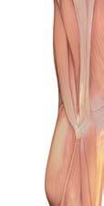 A B C B C D E A) Sredina velikog sedalnog mišića, 5-6 cm bočno od posteriorne središnje linije B) Sredina glutealno-femoralnog nabora C) Sredina zadnje površine butine, na sredini između anatomskog