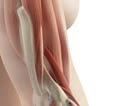 Lakat MD-SHOULDER SEKUNDARNE TAČKE GLAVNE TAČKE Epikondilitis Anatomski znak: 2-3 cm više distalno od anatomskog znaka 2 glavnih tački. MD: MD-Muscle. s.c. ili i.m. (do dubine od 5-6 mm).