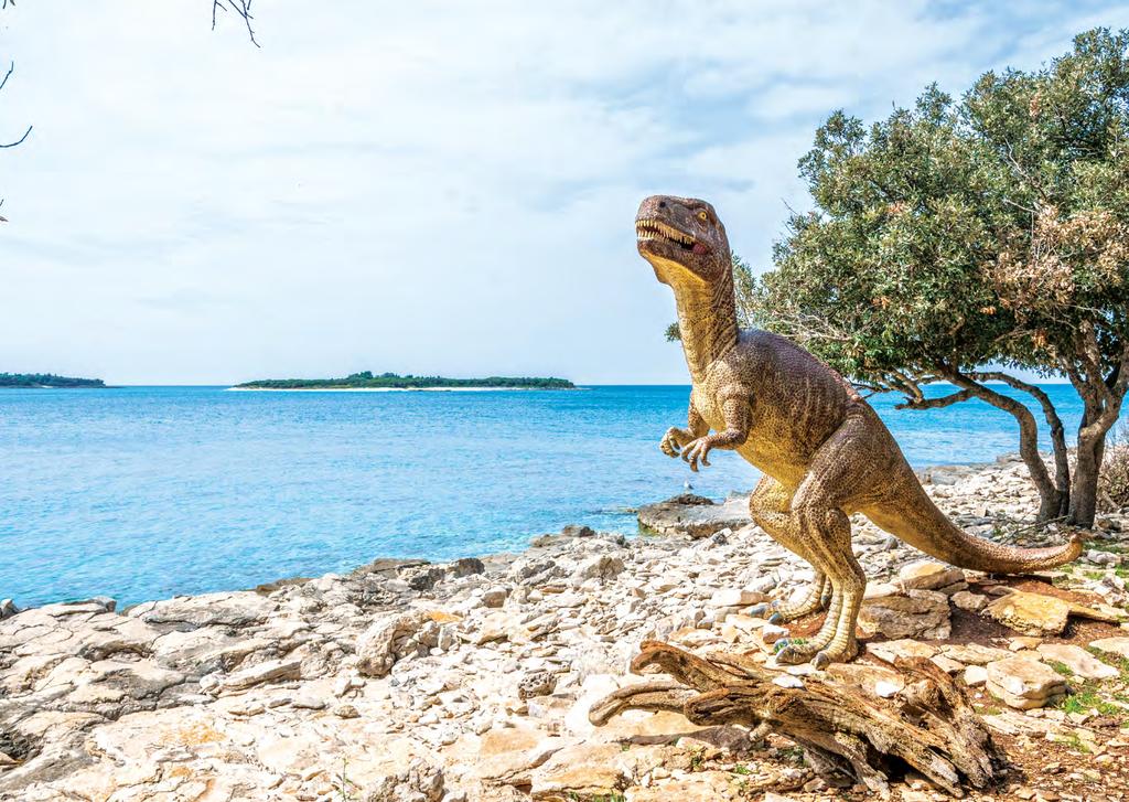 Dinosauri na Brijunima Bogatstvo Brijuna uveličavaju i geopaleontološki lokaliteti na kojima je pronađeno preko 200 otisaka stopala dinosaura.