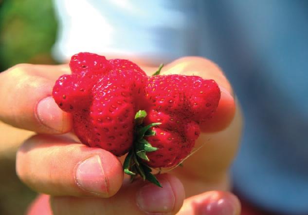 Prioritetna područja za zatvaranje petlje osposobljavanja kako bi im pomogla prilikom sortiranja i kompostiranja biootpada.