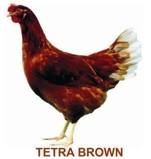 2.2. TETRA SL Tetra SL je hibrid koji se koristi u proizvodnji jaja smeđe boje ljuske. Ukupna proizvodnja jaja do 80 tjedna starosti nesilica je 363 komada.