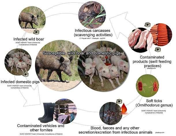MODEL PRENOŠENjA VIRUSA AFRIČKE KUGE SVINjA Inficirana divlja svinja Inficirani leš divlje svinje DIVLjE I DOMAĆE SVINjE vrste podložne virusu Afričke kuge svinja - Ishrana svinja inficiranim mesom