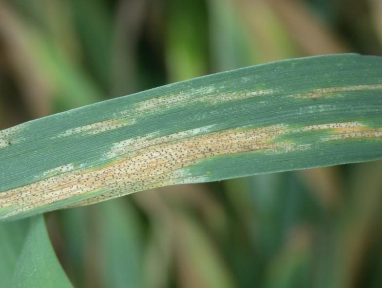 Симптоми болести: Иако оба паразита могу да се нађу на свим деловима пшенице, S. tritici (сл.4), углавном напада лишће, док S. nodorum захвата највише клас плеве, плевице, лисни рукавац и стабло.