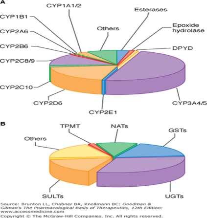 BIOTRANSFORMACIJA Identificiran je niz izoformi P450 CYP3A4