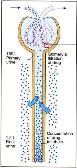 ELIMINACIJA LIJEKOVA 1. ELIMINACIJA BUBREGOM Glomerularna filtracija za supstance sa MM < 10.