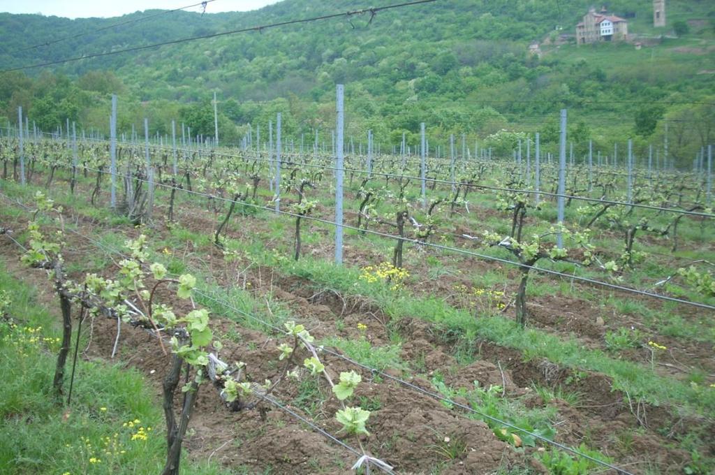 4.1.2. Lokalitet Vršac Vinogradi vinarije Vršački vinogradi AD su u Banatskom rejonu, Južnobanatskom podrejonu i Vršačkom vinogorju (rejonizacija iz 1974.