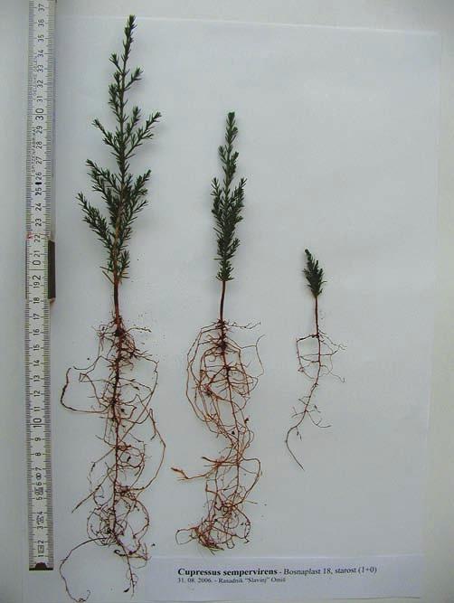 cypress with root system from the container Bosnaplast 12 and Bosnaplast 18 four months after seeding, maximum, medium and minimum plants Slika 3.