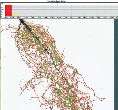 sedam mjeseci nakon sjetve Figure 5 Deformation and distribution of the entire lenght of root system of maximum developed plants of common cypress from