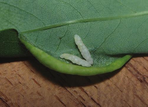 Nalazi bagremove muhe šiškarice po datumima i lokalitetima Table 1 Records of blacklocust gall midge by dates and sites Datum Date Lokalitet Locality 26. 6. 2008. Vinogradska ulica, Zagreb 1. 7. 2008. Šilo, otok Krk 9.