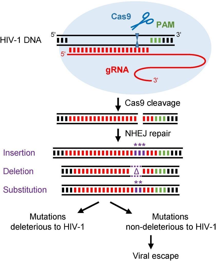 Slika 2. Shematski prikaz izbjegavanja inhibicije virusa HIV-a od strane Cas9/gRNA.