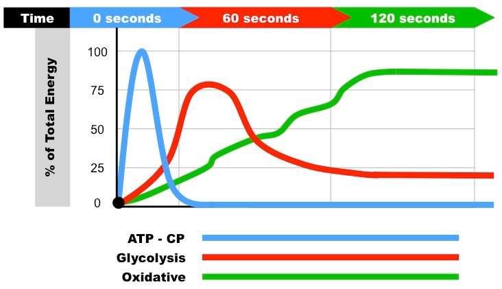 Tijekom -a. - -CrP sistem koji osigurava energiju u trajanju do 10 sekundi. Z za regeneraciju ATP- - -a.