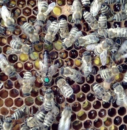 Slika 2 Matica Izvor: Autor Trut je jedini muški član pčelinje zajednice i vrlo se razlikuje od pčele radilice i matice.