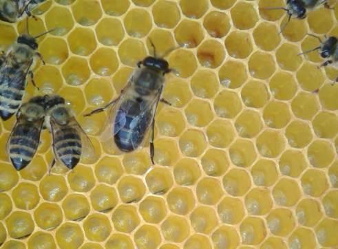 Slika 3. Trut Izvor: Autor Pčela radilica je ženski član pčelinje zajednice i razvija se iz oplođenog jajeta koje položi matica. Od trenutka polaganja jaja do izlijeganja pčele radilice prođe 21 dan.