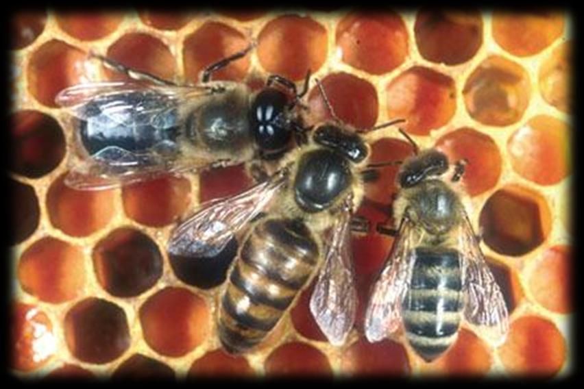 3.1.1. Sastav pčelinje zajednice Kod većine ljudi promatranje aktivnosti pčela izaziva radoznalost i čuđenje, a za mnoge je to još uvijek misterij što se to sve skriva u košnici.